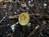 Peziza waltersii image