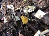 Peziza waltersii image