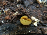 Peziza waltersii image