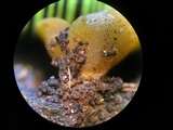 Peziza waltersii image