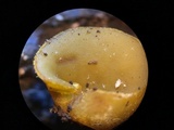 Peziza waltersii image