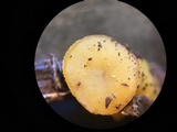 Peziza waltersii image