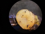 Peziza waltersii image