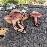 Gymnopilus thiersii image