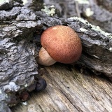 Gymnopilus thiersii image