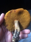 Suillus caerulescens image
