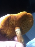 Suillus caerulescens image