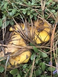 Suillus luteus image