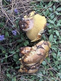 Suillus luteus image