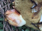Suillus luteus image
