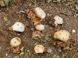 Myriostoma coliforme image