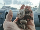 Myriostoma coliforme image