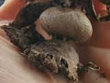 Myriostoma coliforme image
