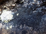 Placynthium nigrum image