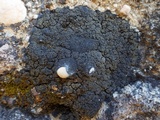 Placynthium nigrum image