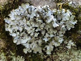 Punctelia missouriensis image