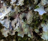 Punctelia missouriensis image