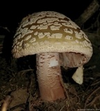 Amanita brunneolocularis image