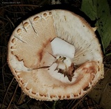 Amanita brunneolocularis image