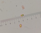 Amanita brunneolocularis image