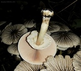 Agaricus endoxanthus image