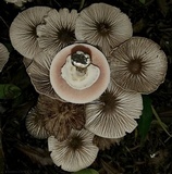 Agaricus endoxanthus image