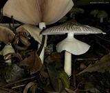 Agaricus endoxanthus image