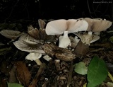 Agaricus endoxanthus image