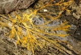 Hydnophlebia chrysorhiza image