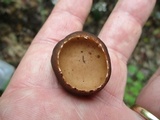 Galiella rufa image