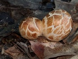 Coprinopsis variegata image