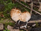 Coprinopsis variegata image