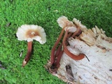 Gymnopus semihirtipes image