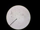 Gymnopus semihirtipes image