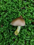 Pluteus romellii image