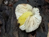 Pluteus romellii image