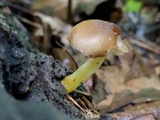 Pluteus romellii image