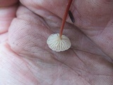Gymnopus semihirtipes image