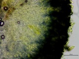 Patellaria atrata image