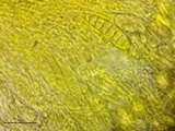 Patellaria atrata image