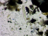 Patellaria atrata image