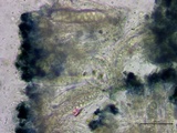 Patellaria atrata image