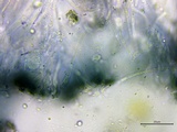 Patellaria atrata image