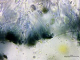 Patellaria atrata image