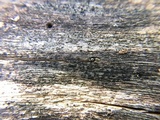 Patellaria atrata image