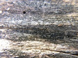 Patellaria atrata image