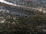 Patellaria atrata image