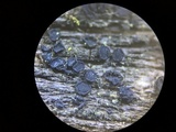 Patellaria atrata image