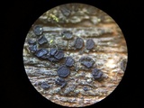 Patellaria atrata image
