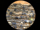 Patellaria atrata image